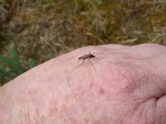 Alaskan winter mosquito thumbnail 2