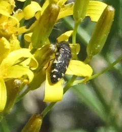 Acmaeodera idahoensis thumbnail 2