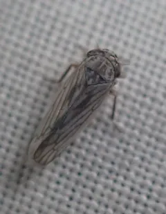 Gray Lawn Leafhopper thumbnail 3
