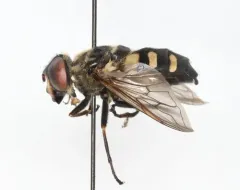 Yellow-spotted Pond Fly thumbnail 1