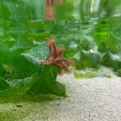 Haliclystus sanjuanensis thumbnail 4