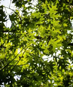 Shumard oak thumbnail 3