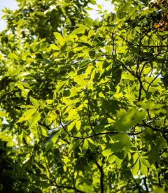 Shellbark Hickory thumbnail 3