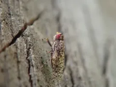 Traginops irroratus thumbnail 3