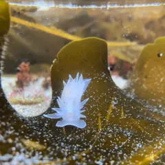 White-lined Dirona thumbnail 2