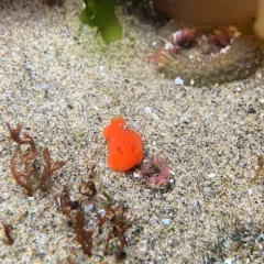 Red Sponge Dorid thumbnail 2