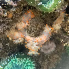 Modest Clown Dorid thumbnail 4