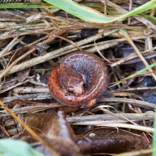 Four-toed Salamander