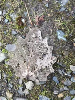 European aspen thumbnail 4