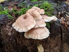 Lentinellus micheneri thumbnail 2