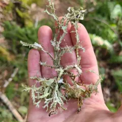 Herre's Ragged Lichen thumbnail 4