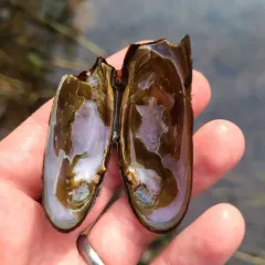 Western Pearlshell thumbnail 2