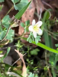 siskiyou rue-anemone thumbnail 3