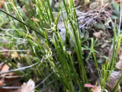 stick sedge thumbnail 2