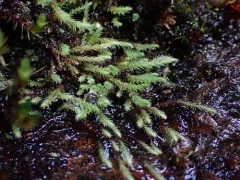 Philonotis capillaris thumbnail 3