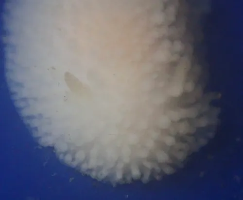 Janna's Dorid