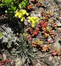 Cascade wallflower thumbnail 2
