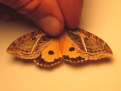 Eudocima apta thumbnail 2