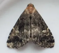 Dyspyralis nigellus thumbnail 4