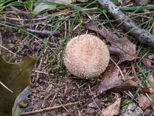 Lycoperdon mauryanum