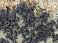 Beechwood Woodwart thumbnail 2