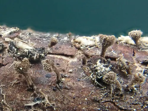 Brunnipila clandestina