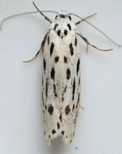 Streaked Ethmia Moth thumbnail 3