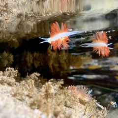 White-and-orange-tipped Nudibranch thumbnail 4