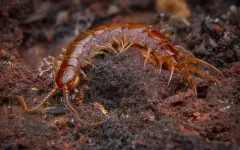 Brown Centipede thumbnail 1