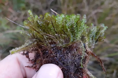 Bog Earwort