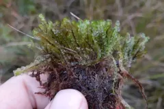 Bog Earwort thumbnail 1