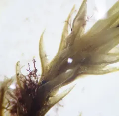 Meesia hexasticha thumbnail 2