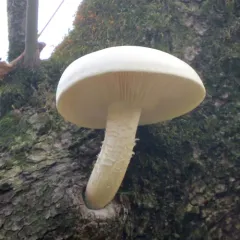Elm Mushroom thumbnail 1