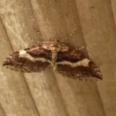 Variable Carpet Moth thumbnail 4