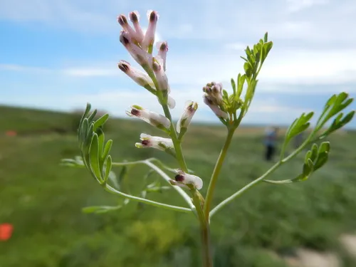 Few-flowered Fumitory