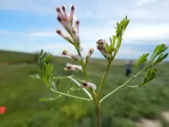 Few-flowered Fumitory thumbnail 1