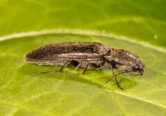 Mendax Click Beetle thumbnail 3