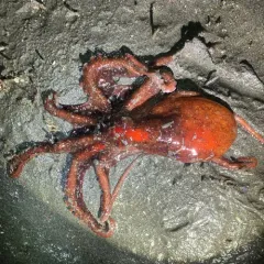 East Pacific Red Octopus thumbnail 3