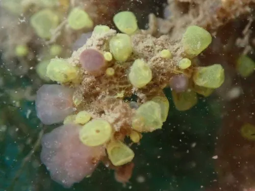 Perophora annectens