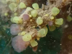 Perophora annectens thumbnail 1
