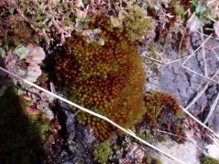 Imbribryum torenii thumbnail 3