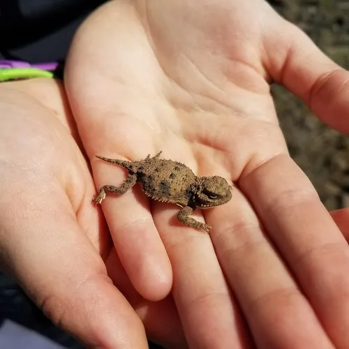 Pygmy Short-horned Lizard