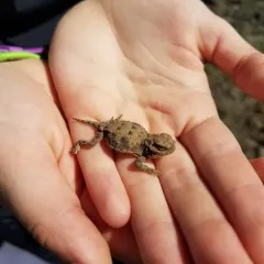 Pygmy Short-horned Lizard thumbnail 1