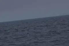 Parakeet Auklet thumbnail 2
