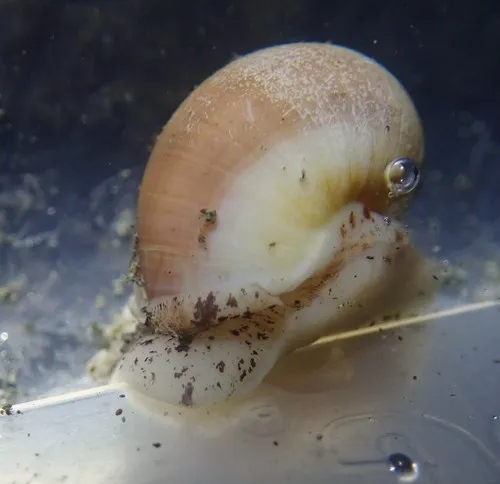 Aleutian Moonsnail