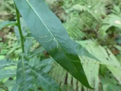 Ophiomyia asterovora thumbnail 2
