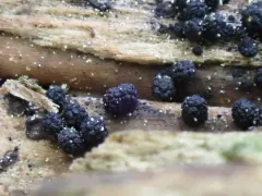 Wood Mulberry thumbnail 3