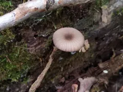 Entoloma foliomarginatum thumbnail 2