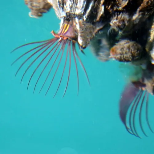 Giant Acorn Barnacle