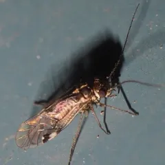Hyalopsocus striatus thumbnail 4